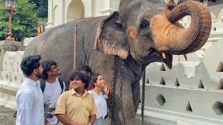 නුවරයි මමයි පෙරහැරයි!!! 🤎 | SharaDh