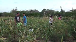 Kunuku di Rudsel Mercelina