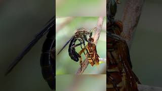 Муха, которая охотится на шершней. Ктырь