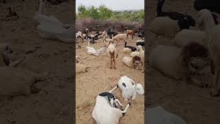 Beautiful goats thar live group mein subah