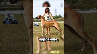 Собака в суд подавака