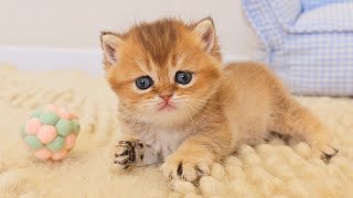 옛날 옛적에 비스킷이라는 이름의 가장 귀여운 새끼 고양이가 있었습니다... 💕