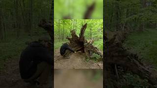 Secret Dugout Inside a Hollow Tree.   Full build #polissyabushcraft #bushcraft #survival