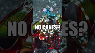 This shrimp causes EXPLOSIONS