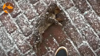 애완동물을 좋아하지 않는 남자가 얼어붙은 개를 구출했다