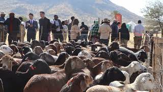 Erongo and Omusati farmers receive N$ 4 million boost for small stock       By: Hertha Ekandjo