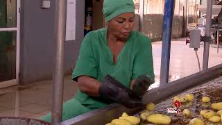 Empresa Agroindustrial Ceballos lidera producción de alimentos en Ciego de Ávila