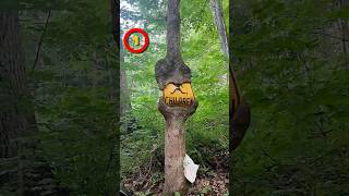 5 IMÁGENES INTERESANTES…