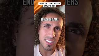 India Getting Rid Of Stray Dogs