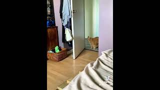 Katzen machen sich laut bemerkbar wenn sie ins Haus kommen 😂😂😂