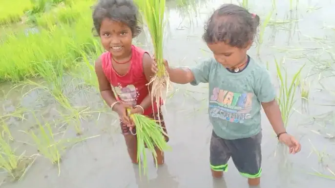 धान रोपने गई है दोनों सिस्टर