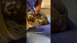 Балянусы , остерегайтесь их