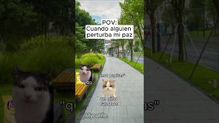 POV: cuando alguien perturba mi paz. #memesgatos #shortsfeed