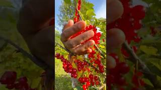 പലതരം berry picking 🍓🫐#mallusinfinland #familyvlog