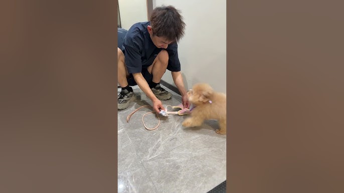 说的挺多感觉没什么好听的话，不知道翻译的对不对…#碎嘴子#狗子话多#话唠小狗#奶萌音#日常遛狗