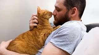 세상에서 가장 달콤한 고양이 영혼과 함께 살 때 ❤️ 귀여운 고양이와 인간의 순간들