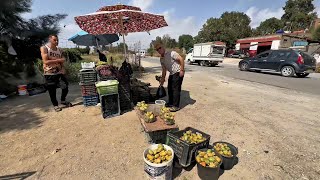 بومرداس: التين الشوكي .. مورد رزق موسمي وتحدِّ للفلاحين في أعالي الجبال