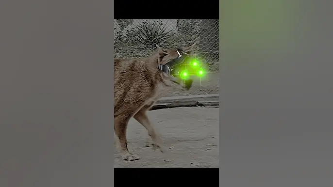 Australia has it's own TIGER