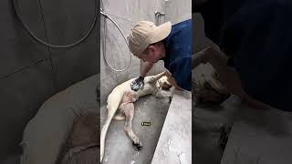 ЗЛОБНЫЙ ПАПАША ТИЧИ, ГРУТ И ЛАБРАДОР-ЛЕЖУН #собаки #груминг #тбилиси #grooming #dogs #tbilisi #vlog