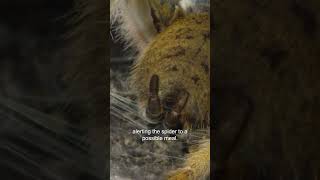 거대한 바부인 거미의 어두운 면 🕷️ #반바지 #길들여지지 않은 #야생동물