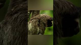 Ленивец такой грязный, что это его фишка.