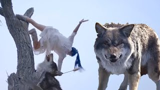 늑대 무리가 다친 소녀를 둘러쌌으나, 소녀가 무술 고수임을 몰랐다