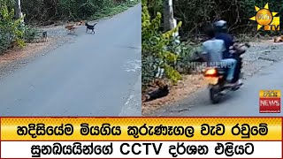 හදිසියේම මියගිය කුරුණෑගල වැව රවුමේ සුනඛයයින්ගේ CCTV දර්ශන එළියට - Hiru News