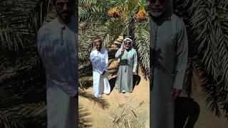 زراعة المليون نخلة في صحراء محافظة ظفار 🇴🇲