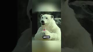 Белый медведь пьёт колу?! Что происходит в этом зоопарке! 🐻❄️