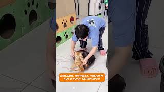 10 забавных моментов, когда кот спасал ситуацию