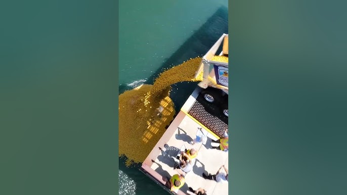 Почему в Чикаго сбрасывают тысячи резиновых уточек в реку