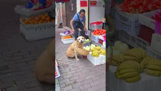 狗狗一個一個討要水果Dogs ask for fruits one by one