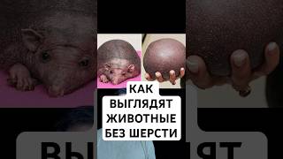 Как животные выглядят без шерсти #shorts