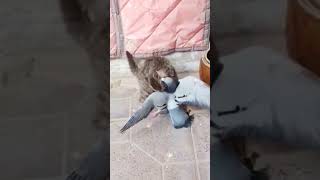#cat #shortvideo #catshorts #viral #cats #youtubeshorts #funny #funnycat #viralshorts #ytshorts #yt