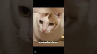 La niña no podía entender por qué el gato la estaba atacando.#shortsvideo