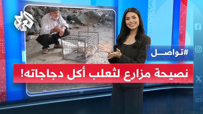 مزارع ينصح ثعلبا بالتوقف عن أكل دجاجاته .. ما القصة؟ | تواصل