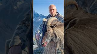 헬리콥터에서 사냥을 하던 중 뉴질랜드 타르를 발견했습니다! 🚁#사냥