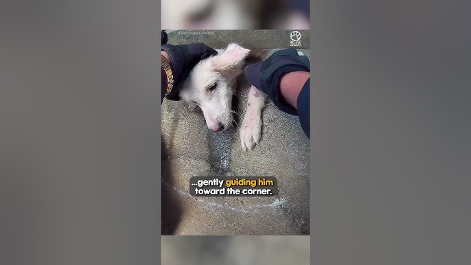 Kindhearted biker stopped ❤️