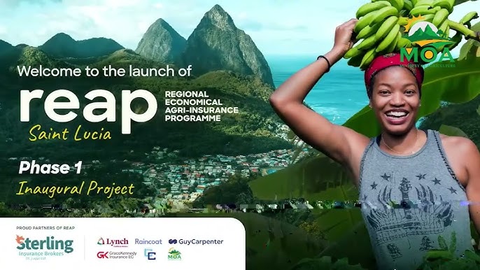 Ministry of Agriculture Launches Crop Insurance Programme to Safeguard Saint Lucia’s Farmers