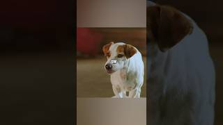 El Perrito Rechazado que se Convirtió en un Héroe del Ring 🐶💪#peliculas