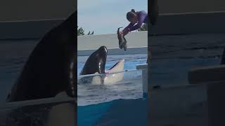 حياة جيسيكا مربية الاوركا ومدى حبها لصديقها المفضل قبل قتلها من طرف صديقها الاوركا #shorts