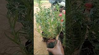 ரோஸ்மேரி இவ்வளவு கம்மியா #shortsfeed #gardenplants #harbal #gardenflowers #nursery #rosemary #rose