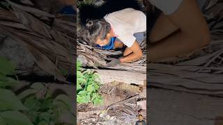 หาปูตามซากต้นมะพร้าว