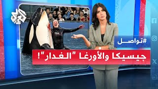 حوت أوركا "غدار" يقتل مدربته أمام الجمهور.. ما حقيقة القصة؟ | تواصل