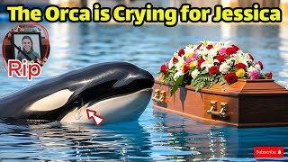 Orca crying | Goodbye Jessica Radcliffe| Rip Jessica |Orca Atta,,ck Dolphin Jessica