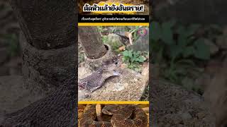 🐍💥 ระวัง! งูหัวขาดยังมีแรงกัด! และสามารถปล่อยพิษรุนแรงเหมือนมีชีวิต!
