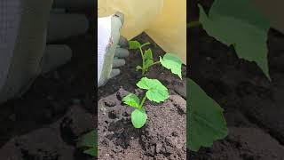 Огурцы и томаты прут не остановить важная подкормка для огурцов и томатов