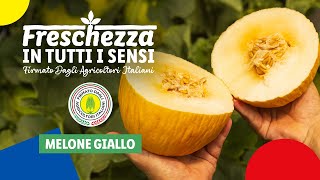 Melone giallo | Freschezza in tutti i sensi | Lidl Italia