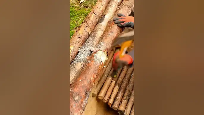 How I built a shelter and observed nature around me #camping #survival #bushcraft #2025