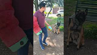 S3cuestr4d0r vs Malinois 😱 #perros #malinois #pastorbelgamalinois #mascotas #educacioncanina